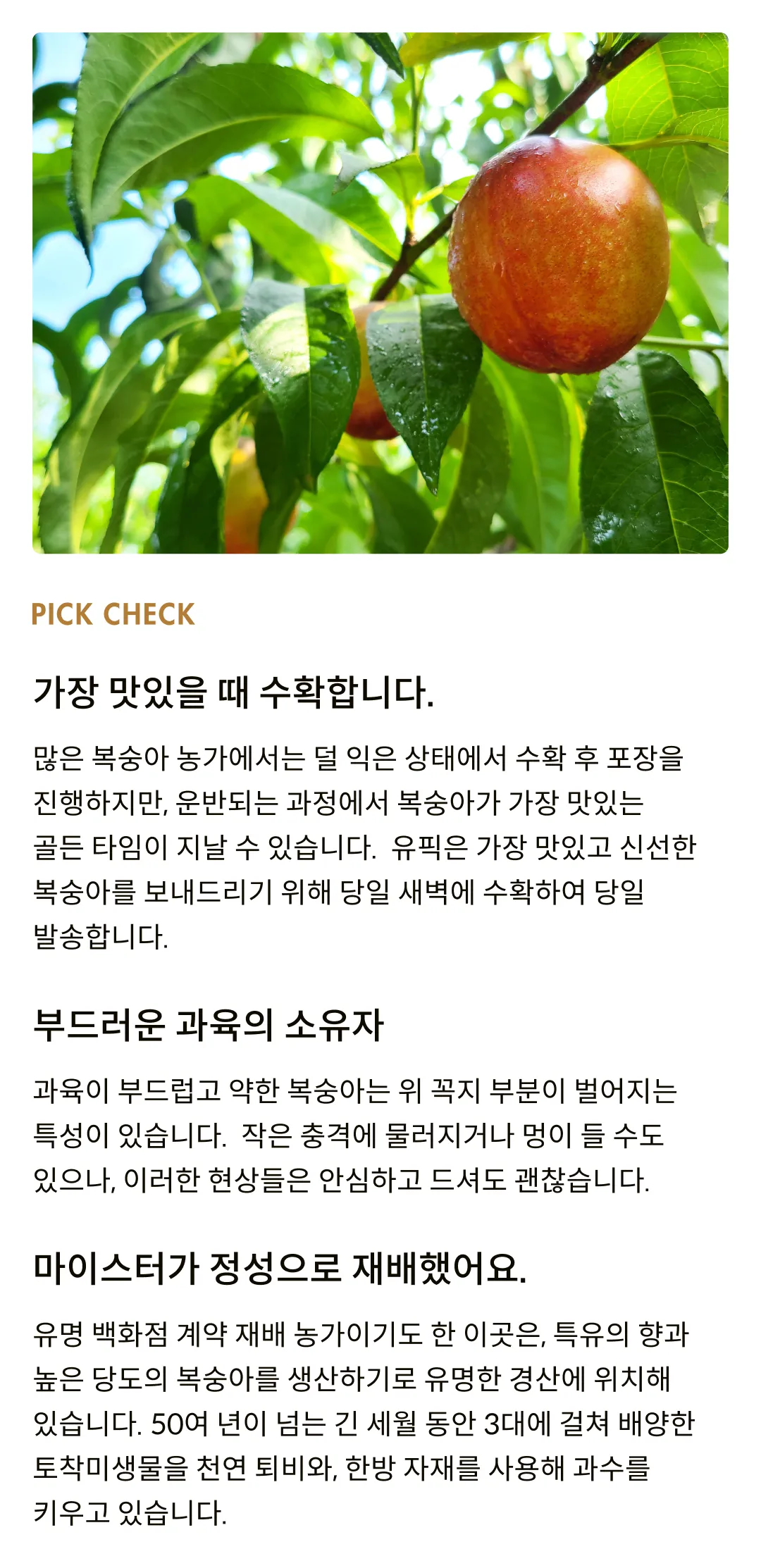 황도통조림하고 비교불가! 프리미엄 황도복숭아 3종