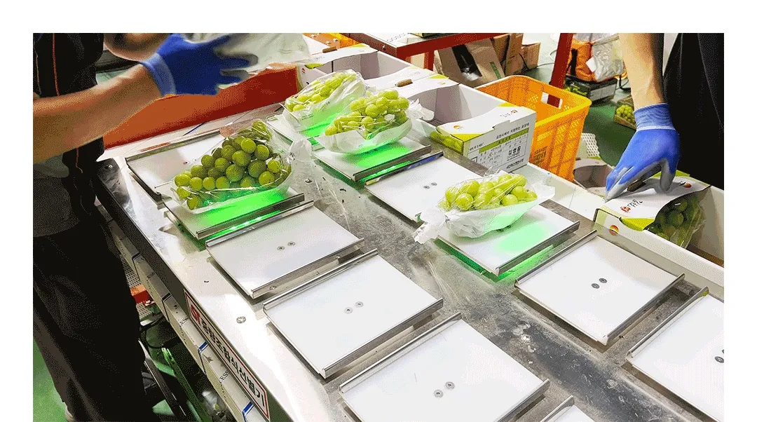 [수출용] GAP인증 프리미엄 샤인머스캣 (1.5kg, 2kg)