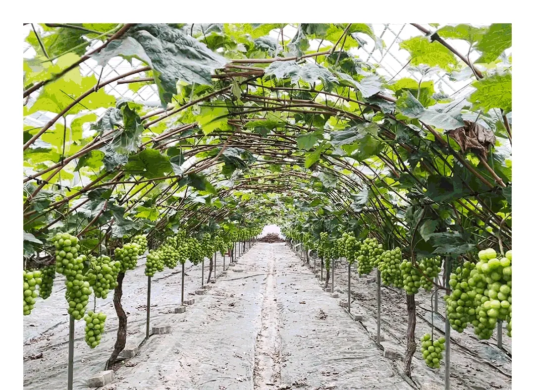 [수출용] GAP인증 프리미엄 샤인머스캣 (1.5kg, 2kg)