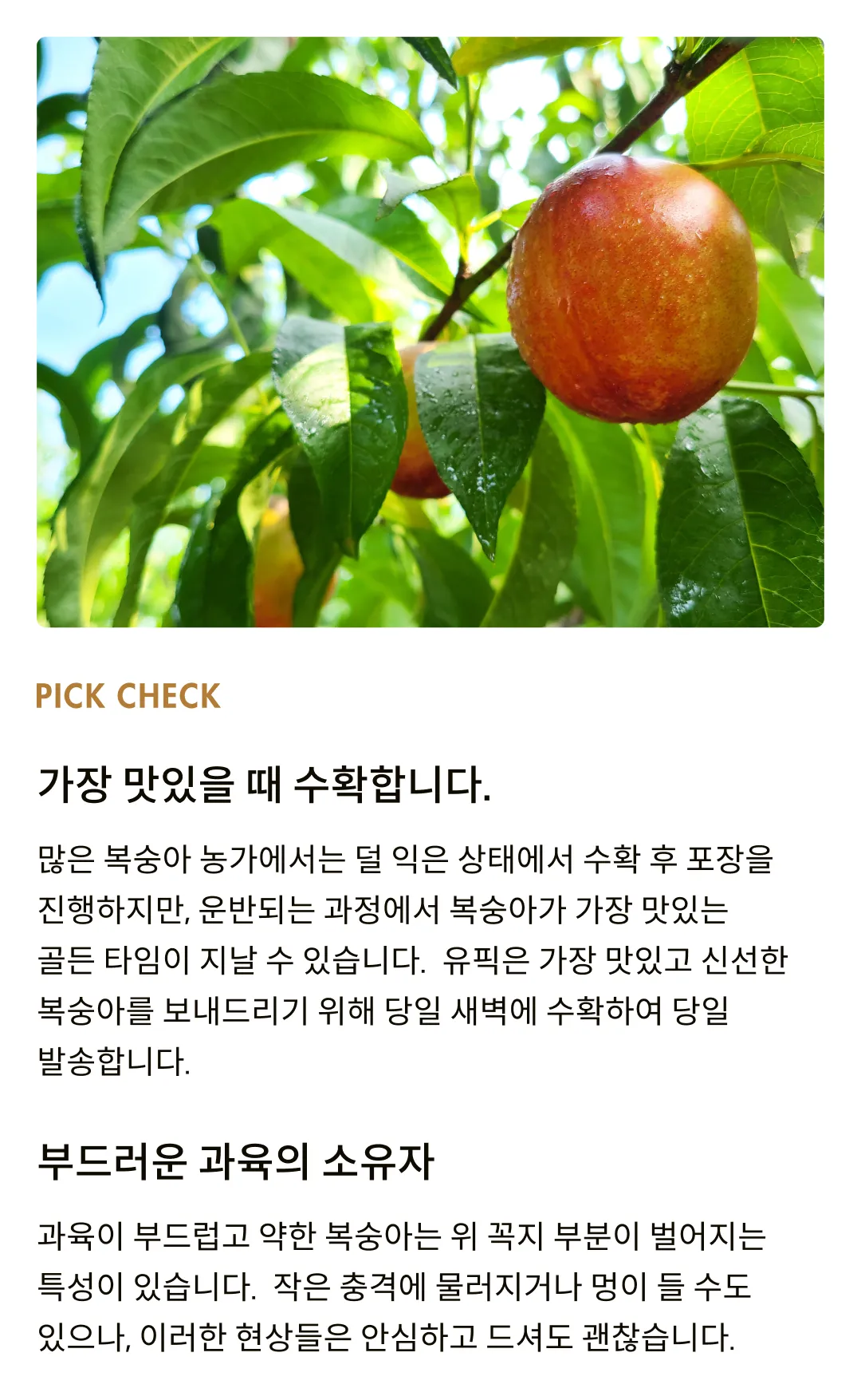 [오늘의복숭아] 시기별 가장 맛있는 천도복숭아 모음전