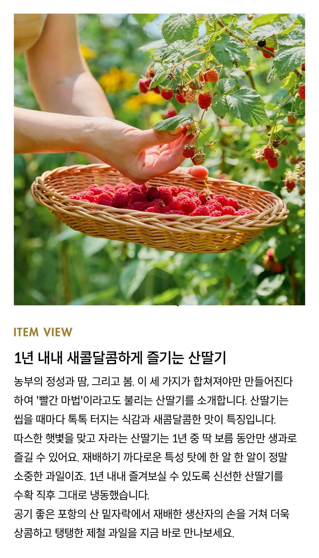 [소용량] 새콤달콤 포항 급냉 산딸기 500g